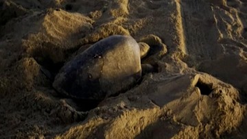 Momen Langka yang Menggugah Hati: Kisah Penyu Laut di California dan Pesan Penting untuk Kita Semua